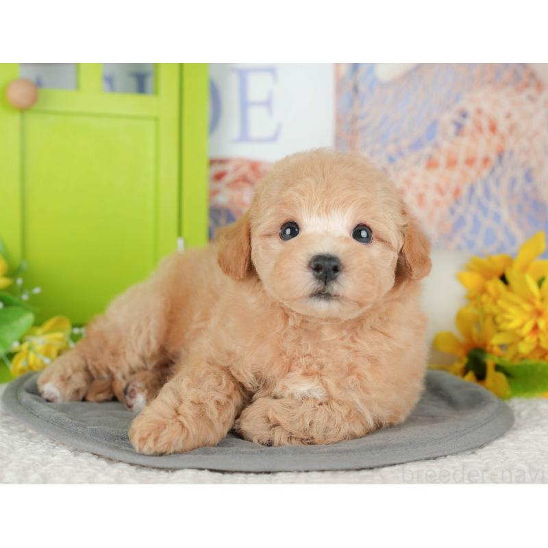 販売中の千葉県のビションプー:ビションフリーゼ×トイプードル-428943の7枚目