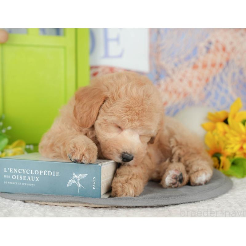 販売中の千葉県のビションプー:ビションフリーゼ×トイプードル-428943の6枚目