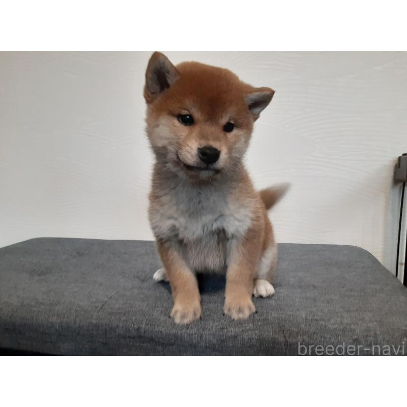 販売中の宮城県の柴犬-424777の2枚目