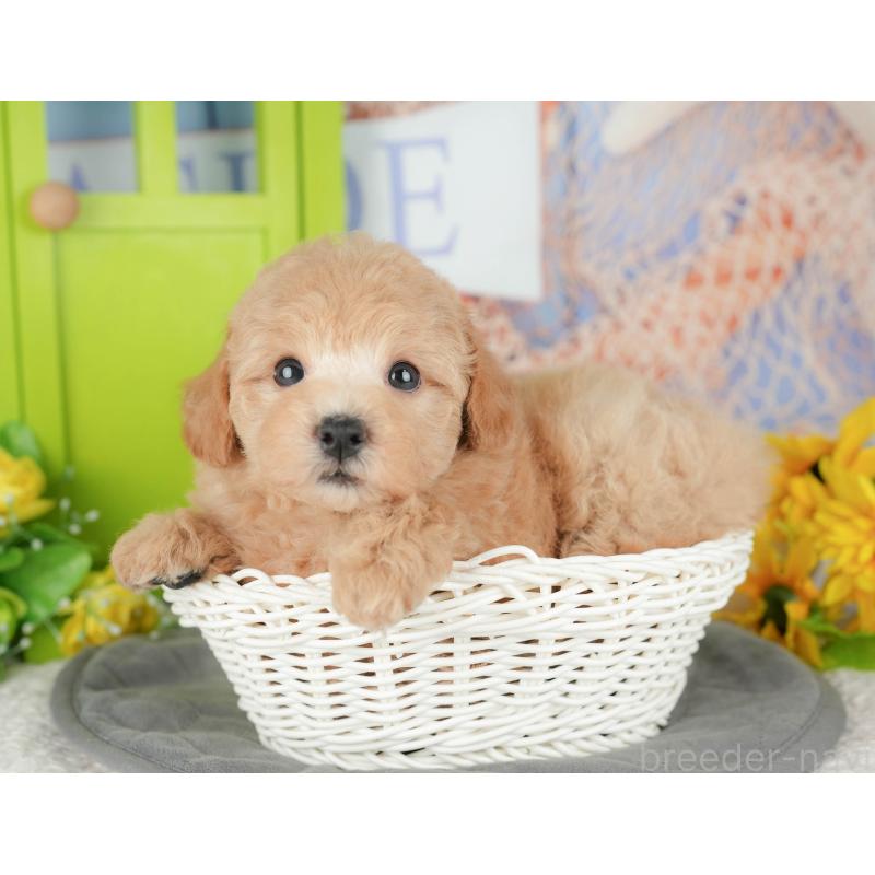 販売中の千葉県のビションプー:ビションフリーゼ×トイプードル-428943の5枚目