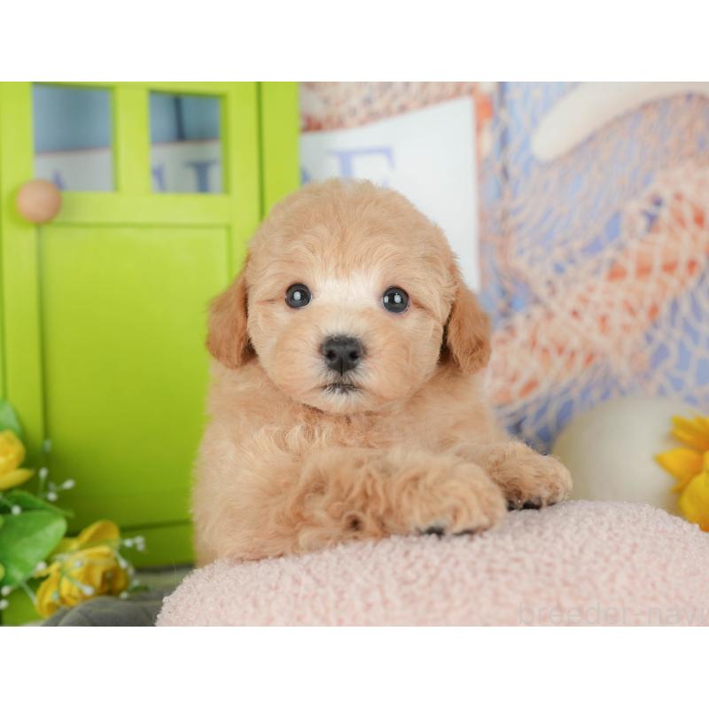 販売中の千葉県のビションプー:ビションフリーゼ×トイプードル-428943の4枚目