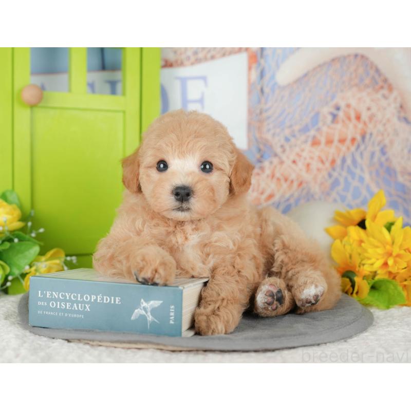 販売中の千葉県のビションプー:ビションフリーゼ×トイプードル-428943の3枚目