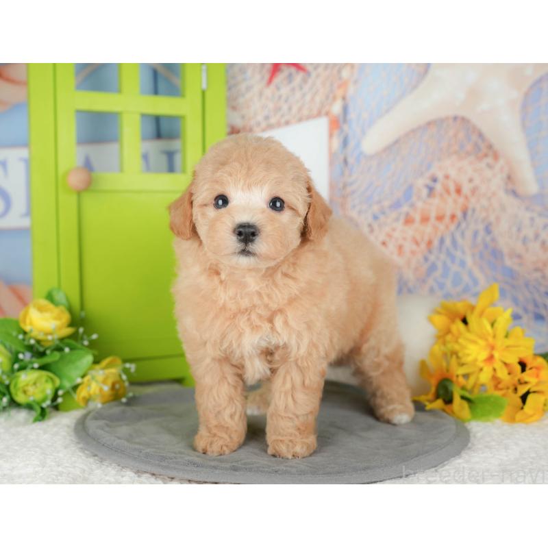 販売中の千葉県のビションプー:ビションフリーゼ×トイプードル-428943の2枚目