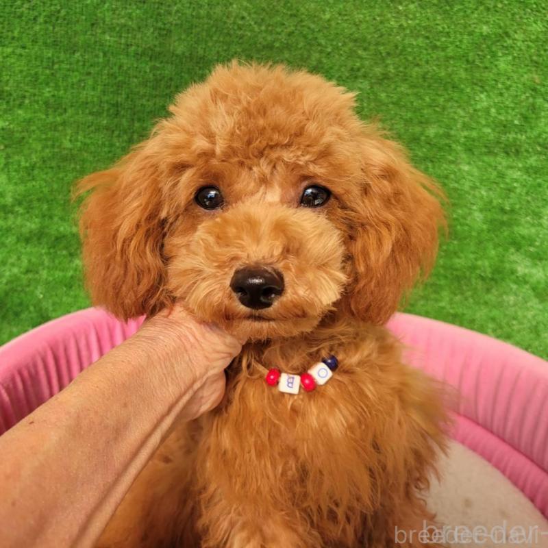 販売中の福岡県のタイニープードル-428940