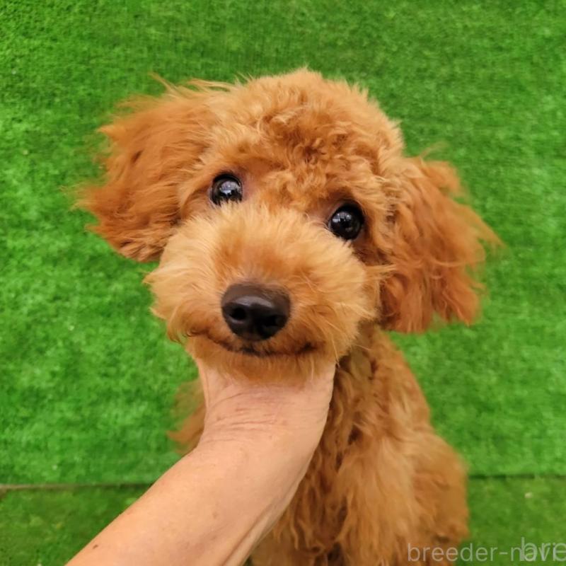 販売中の福岡県のタイニープードル-428941