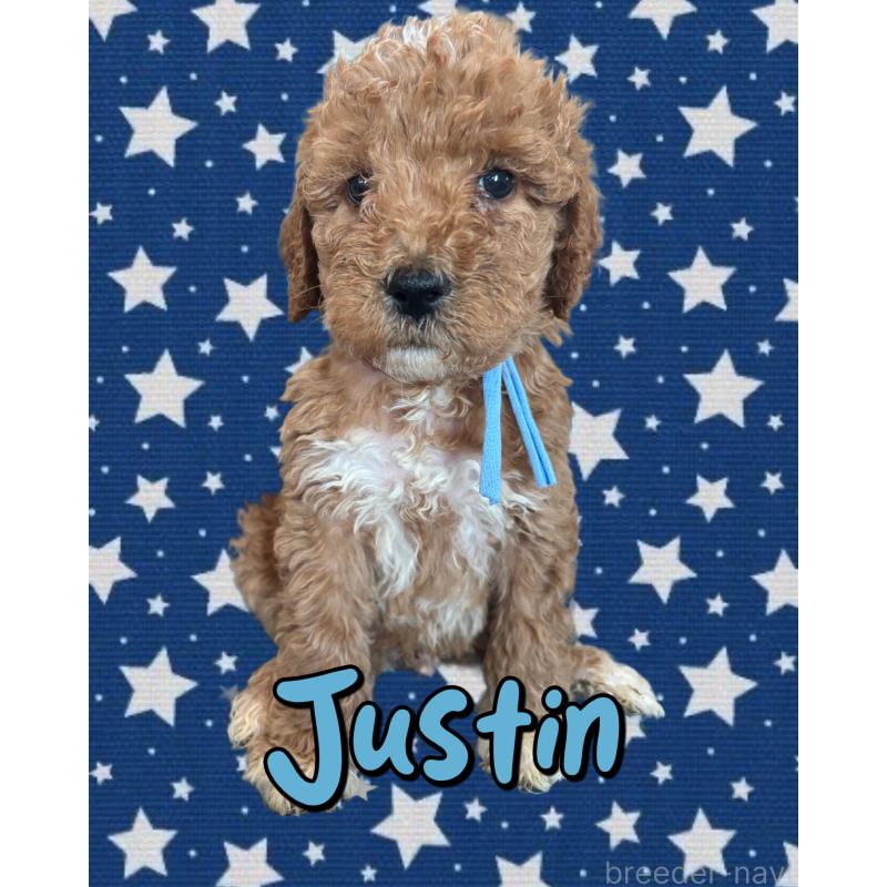 販売中の茨城県のバーニードゥードル:バーニーズ×スタンダードプードル-429166