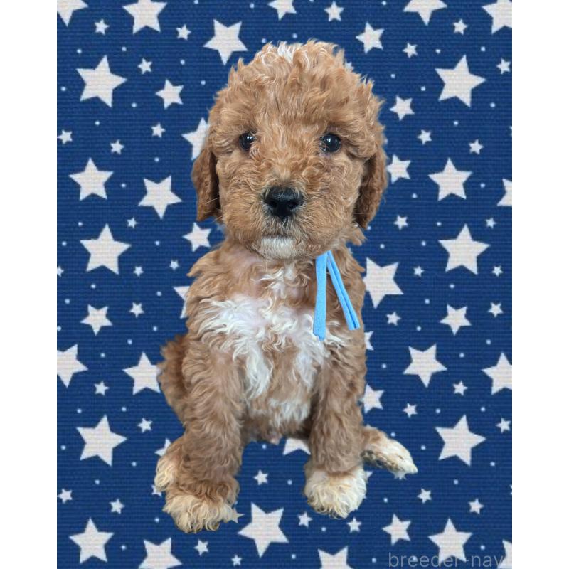 販売中の茨城県のバーニードゥードル:バーニーズ×スタンダードプードル-429166の3枚目