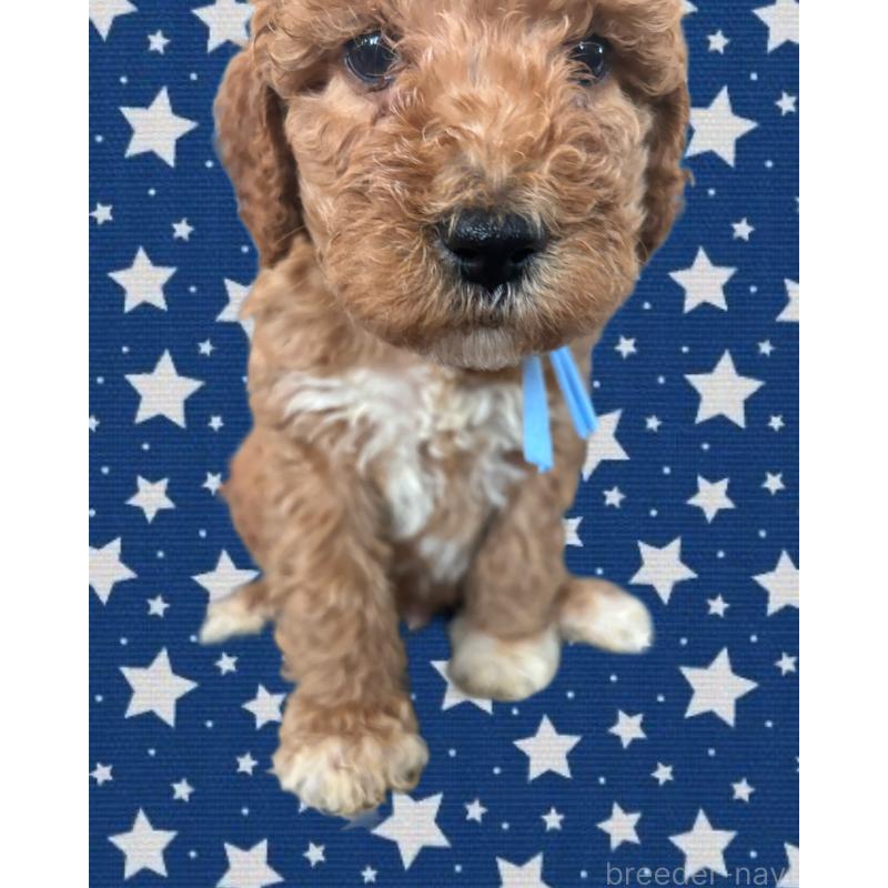 販売中の茨城県のバーニードゥードル:バーニーズ×スタンダードプードル-429166の2枚目