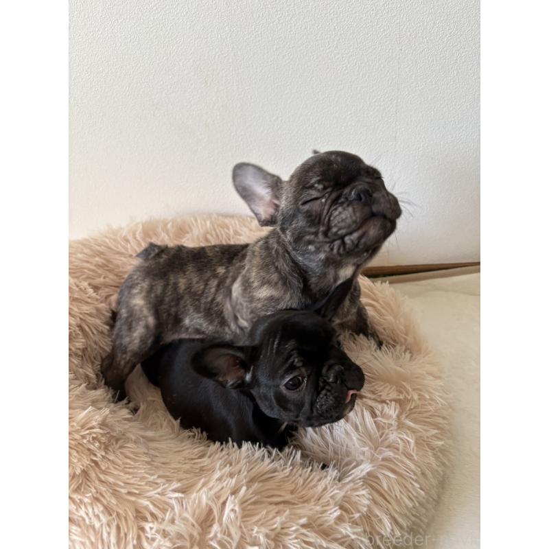 販売中の兵庫県のフレンチブルドッグ-422377の8枚目