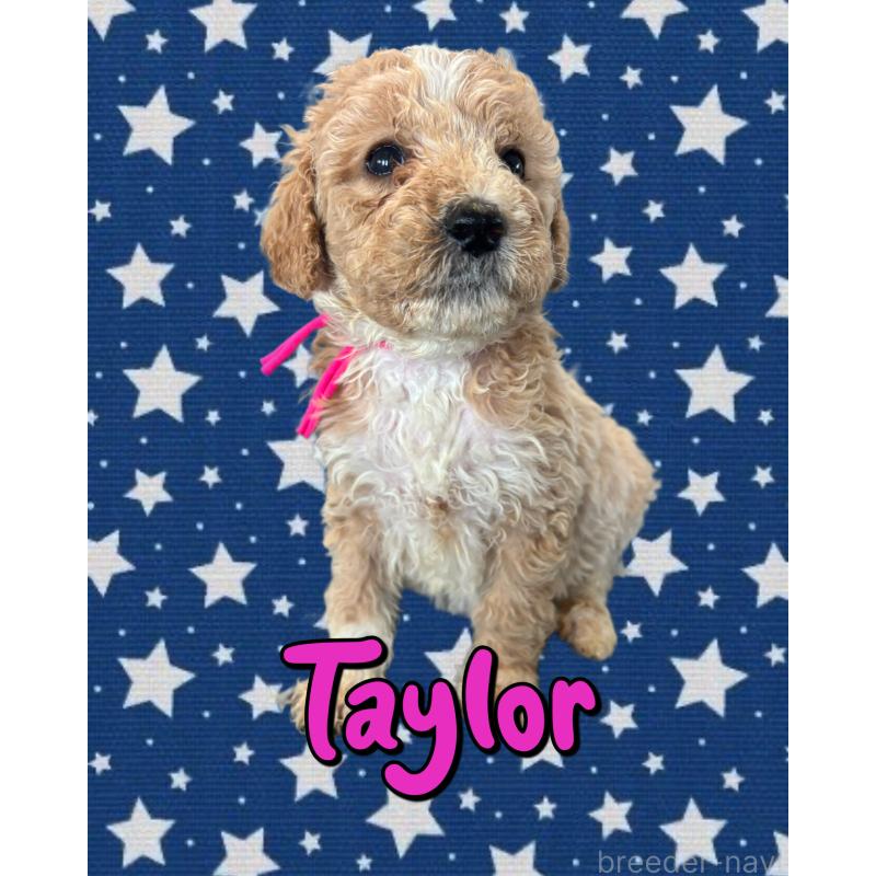 販売中の茨城県のバーニードゥードル:バーニーズ×スタンダードプードル-429163の1枚目