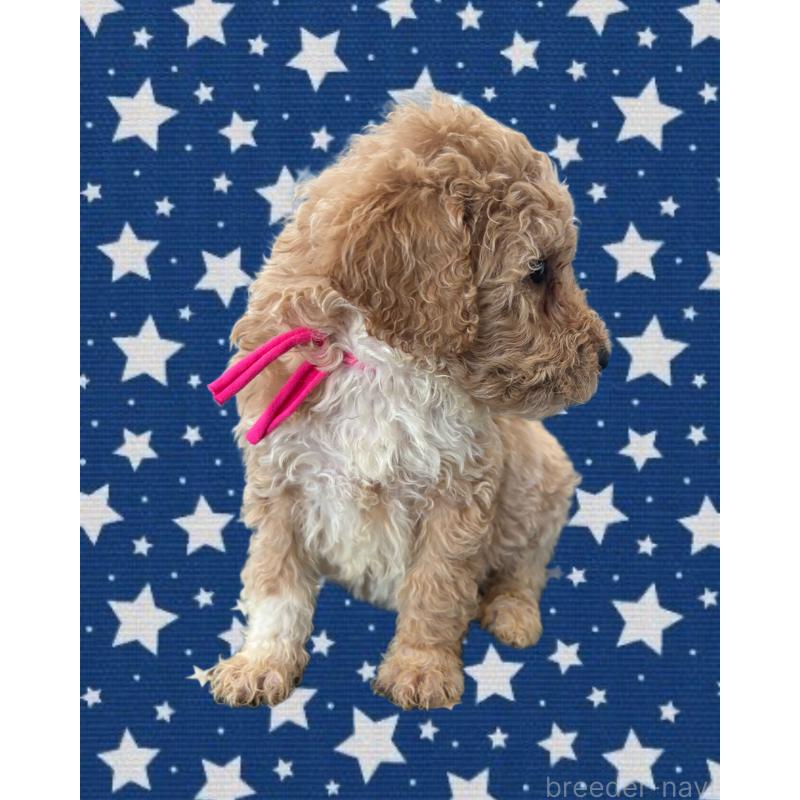 販売中の茨城県のバーニードゥードル:バーニーズ×スタンダードプードル-429163の3枚目