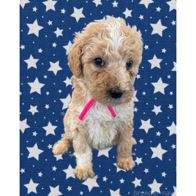 販売中の茨城県のバーニードゥードル:バーニーズ×スタンダードプードル-429163の2枚目