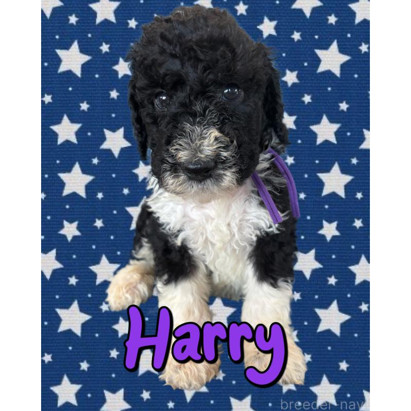 販売中の茨城県のバーニードゥードル:バーニーズ×スタンダードプードル-429164の1枚目