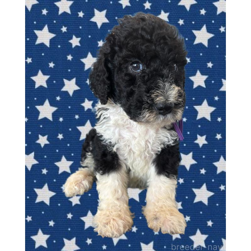 販売中の茨城県のバーニードゥードル:バーニーズ×スタンダードプードル-429164の3枚目