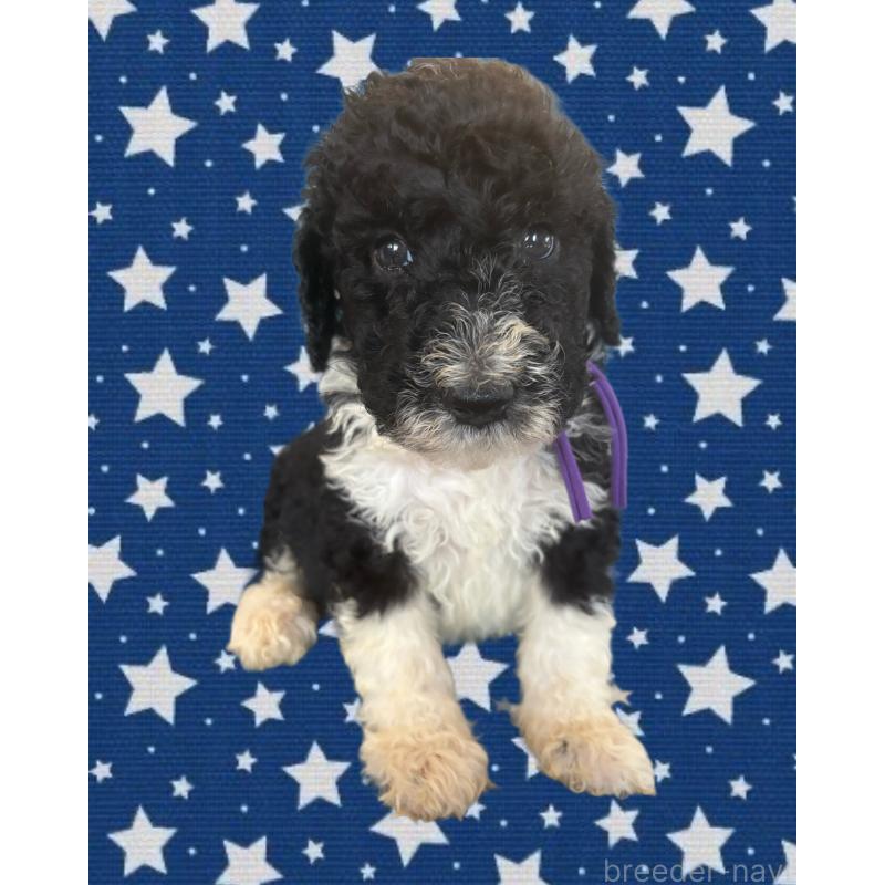 販売中の茨城県のバーニードゥードル:バーニーズ×スタンダードプードル-429164の2枚目