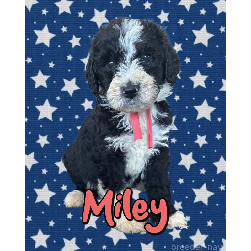 販売中の茨城県のバーニードゥードル:バーニーズ×スタンダードプードル-429165