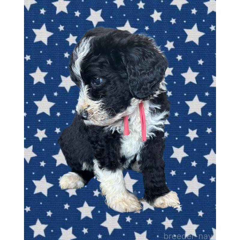 販売中の茨城県のバーニードゥードル:バーニーズ×スタンダードプードル-429165の3枚目