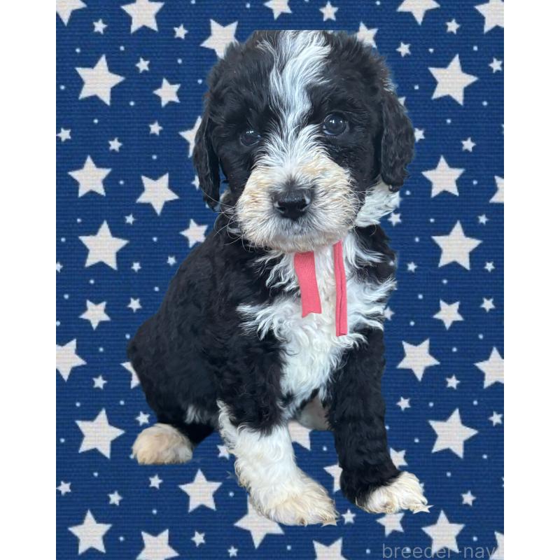 販売中の茨城県のバーニードゥードル:バーニーズ×スタンダードプードル-429165の2枚目