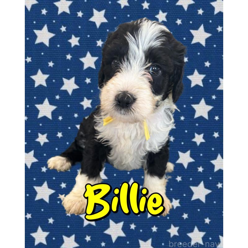 販売中の茨城県のバーニードゥードル:バーニーズ×スタンダードプードル-429167