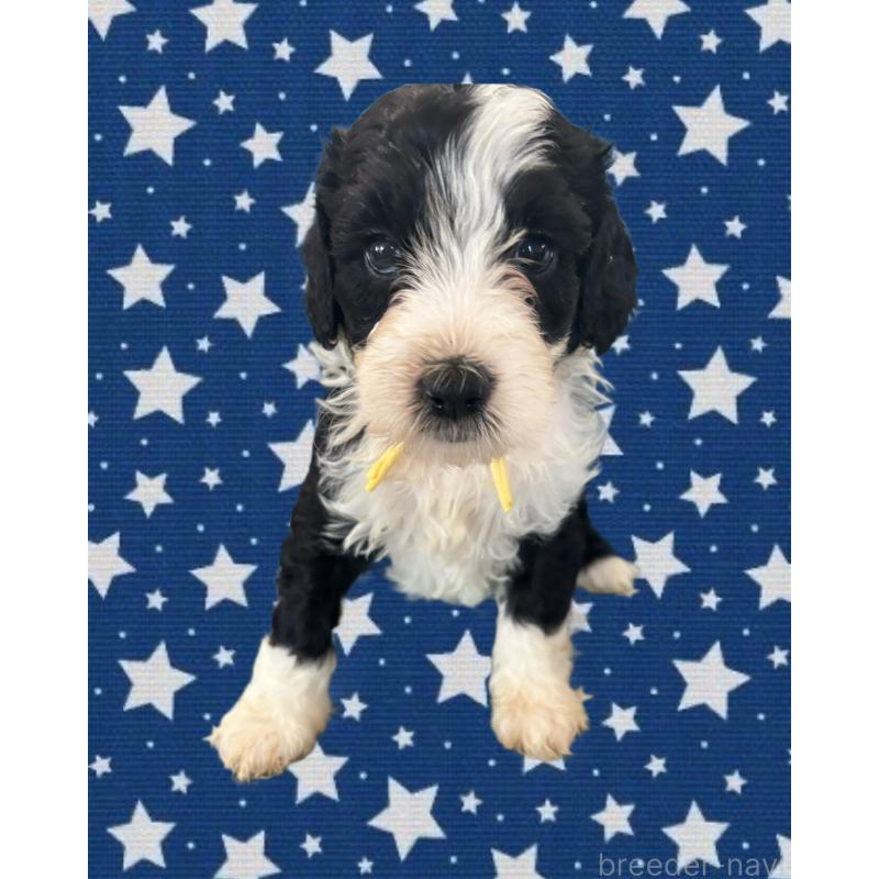 販売中の茨城県のバーニードゥードル:バーニーズ×スタンダードプードル-429167の3枚目