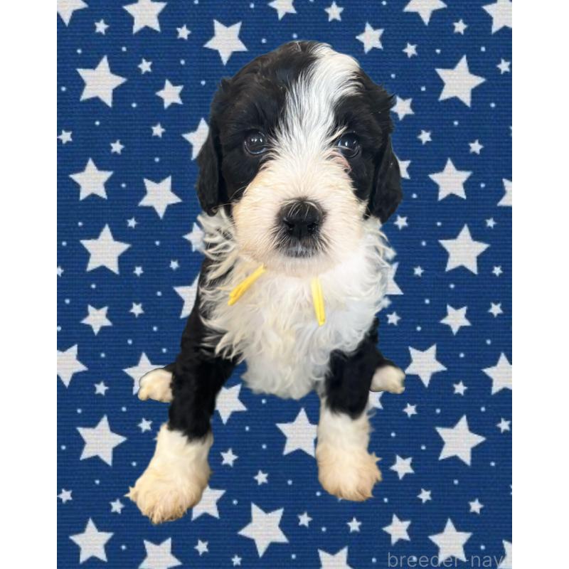 販売中の茨城県のバーニードゥードル:バーニーズ×スタンダードプードル-429167の2枚目