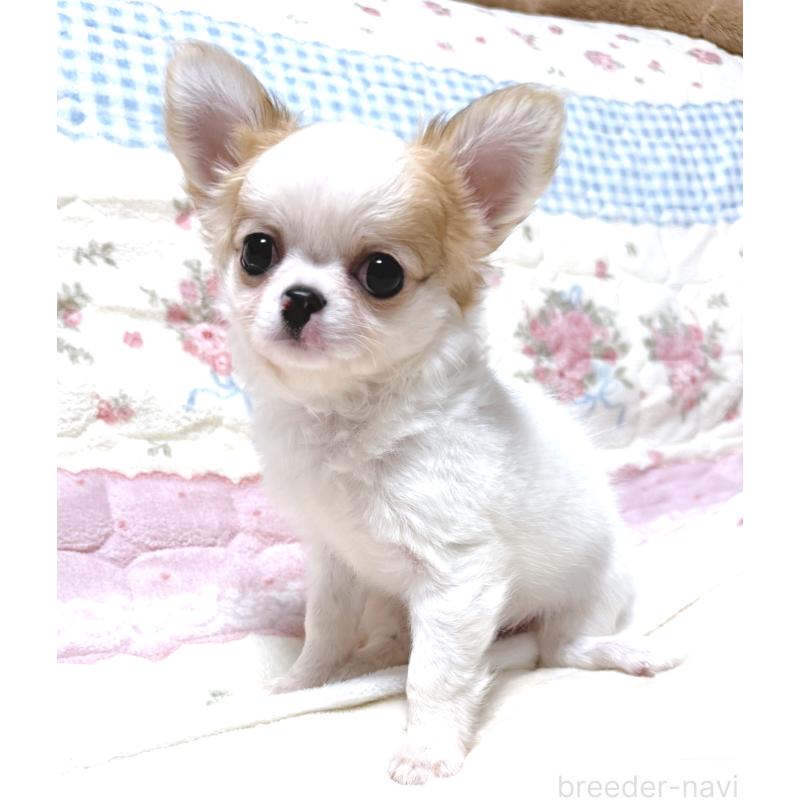 販売中の大阪府のチワワ(ロングコート)-429172の5枚目