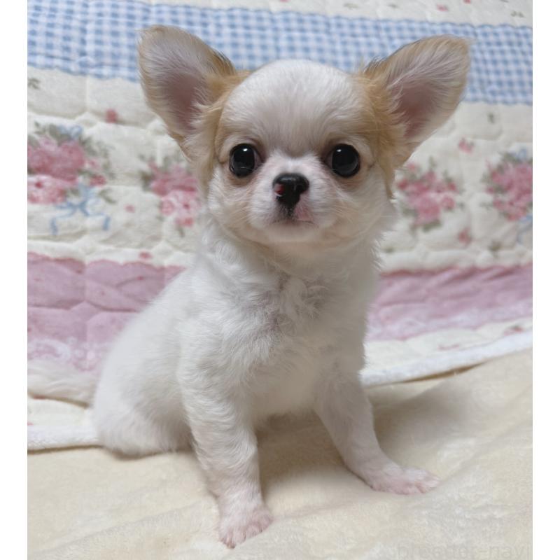 販売中の大阪府のチワワ(ロングコート)-429172の4枚目