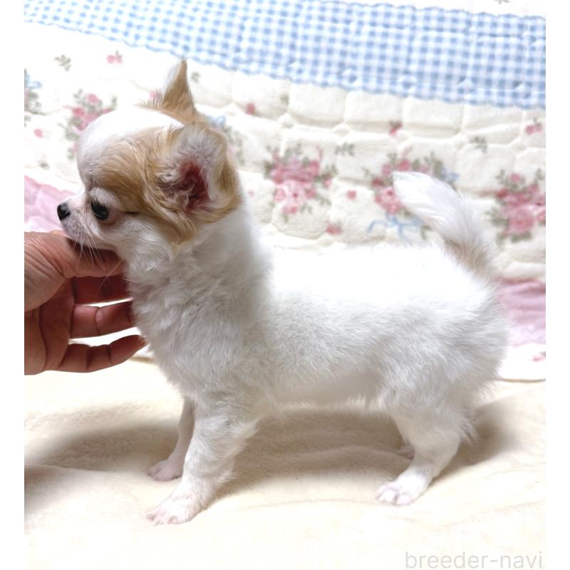 販売中の大阪府のチワワ(ロングコート)-429172の3枚目