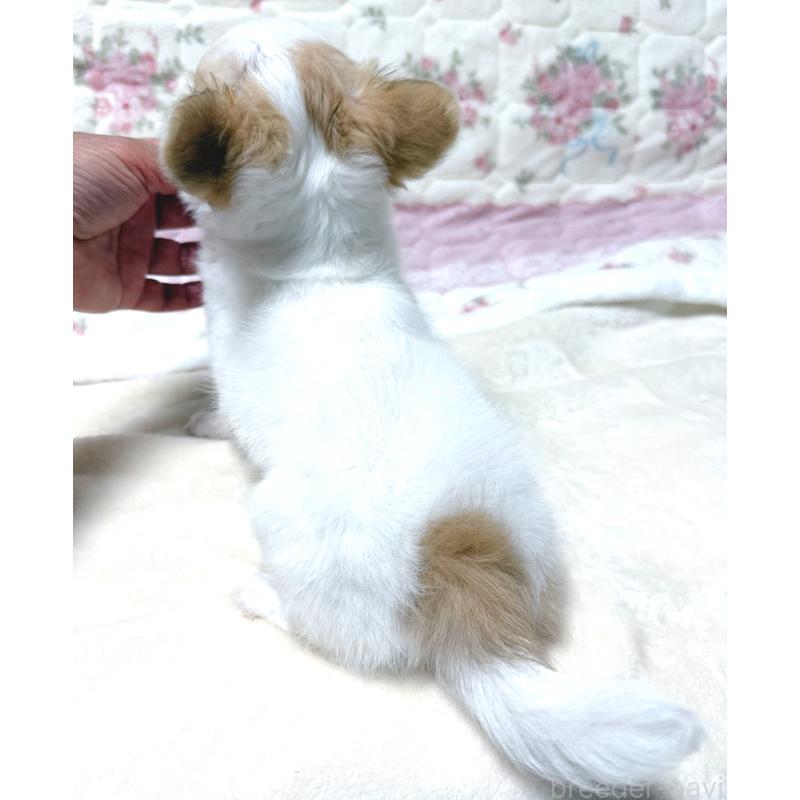 販売中の大阪府のチワワ(ロングコート)-429172の2枚目