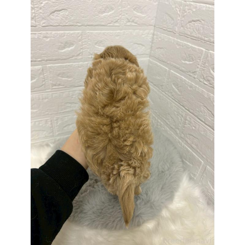 販売中の岡山県のマルプー:マルチーズ×トイプードル-429168の12枚目