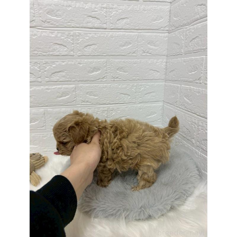 販売中の岡山県のマルプー:マルチーズ×トイプードル-429168の11枚目