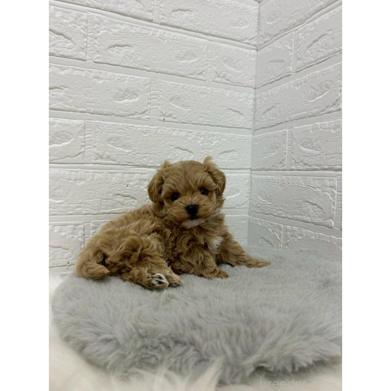 販売中の岡山県のマルプー:マルチーズ×トイプードル-429168の10枚目