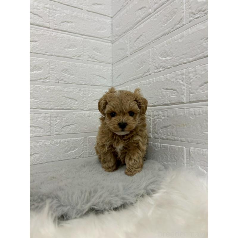 販売中の岡山県のマルプー:マルチーズ×トイプードル-429168の9枚目