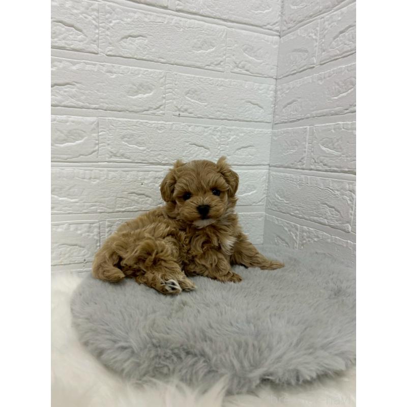 販売中の岡山県のマルプー:マルチーズ×トイプードル-429168の8枚目