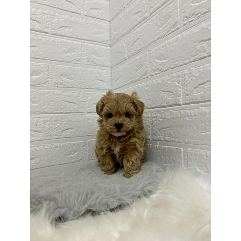 販売中の岡山県のマルプー:マルチーズ×トイプードル-429168の7枚目