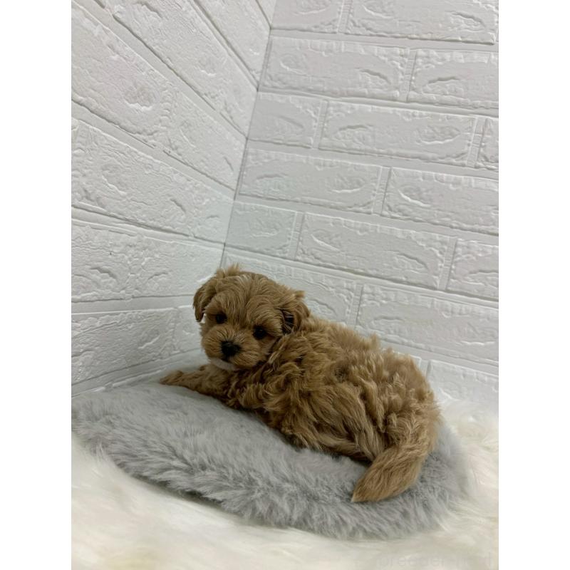 販売中の岡山県のマルプー:マルチーズ×トイプードル-429168の6枚目