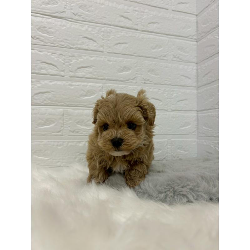 販売中の岡山県のマルプー:マルチーズ×トイプードル-429168の5枚目