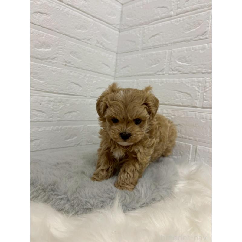 販売中の岡山県のマルプー:マルチーズ×トイプードル-429168の4枚目