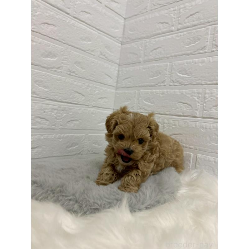 販売中の岡山県のマルプー:マルチーズ×トイプードル-429168の3枚目