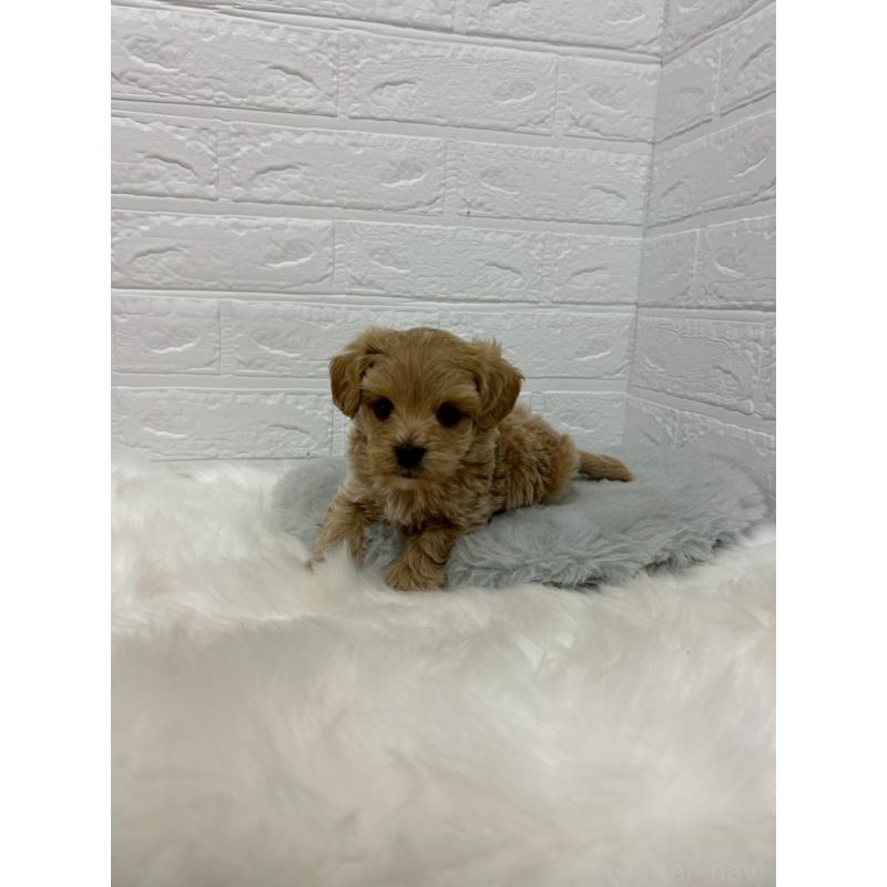 販売中の岡山県のマルプー:マルチーズ×トイプードル-429169の10枚目