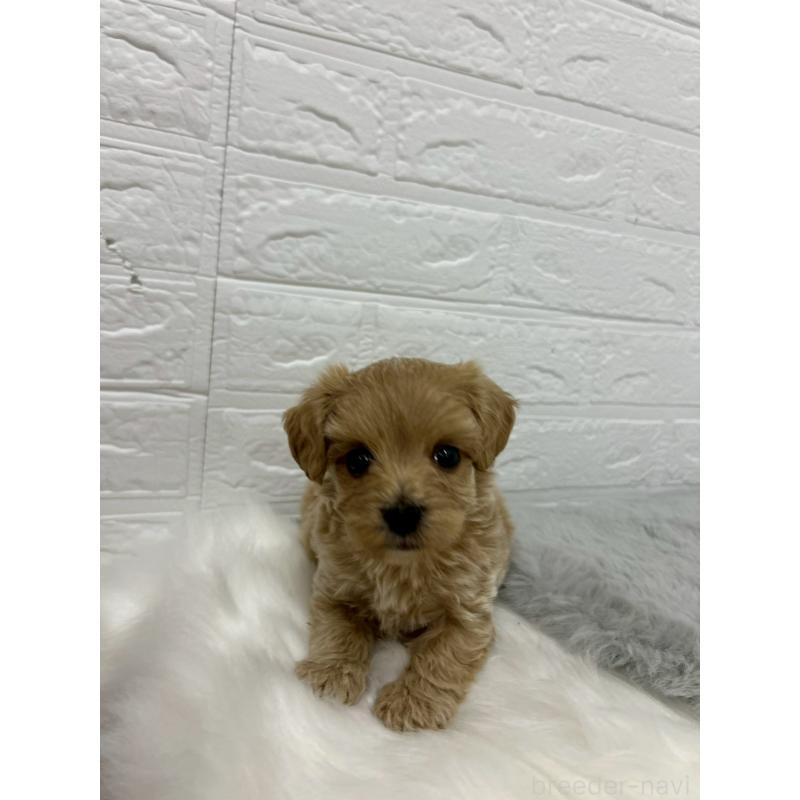 販売中の岡山県のマルプー:マルチーズ×トイプードル-429169の9枚目