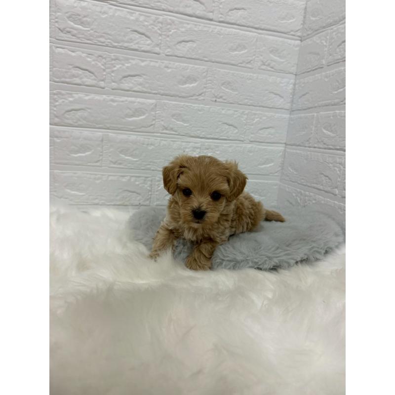 販売中の岡山県のマルプー:マルチーズ×トイプードル-429169の8枚目