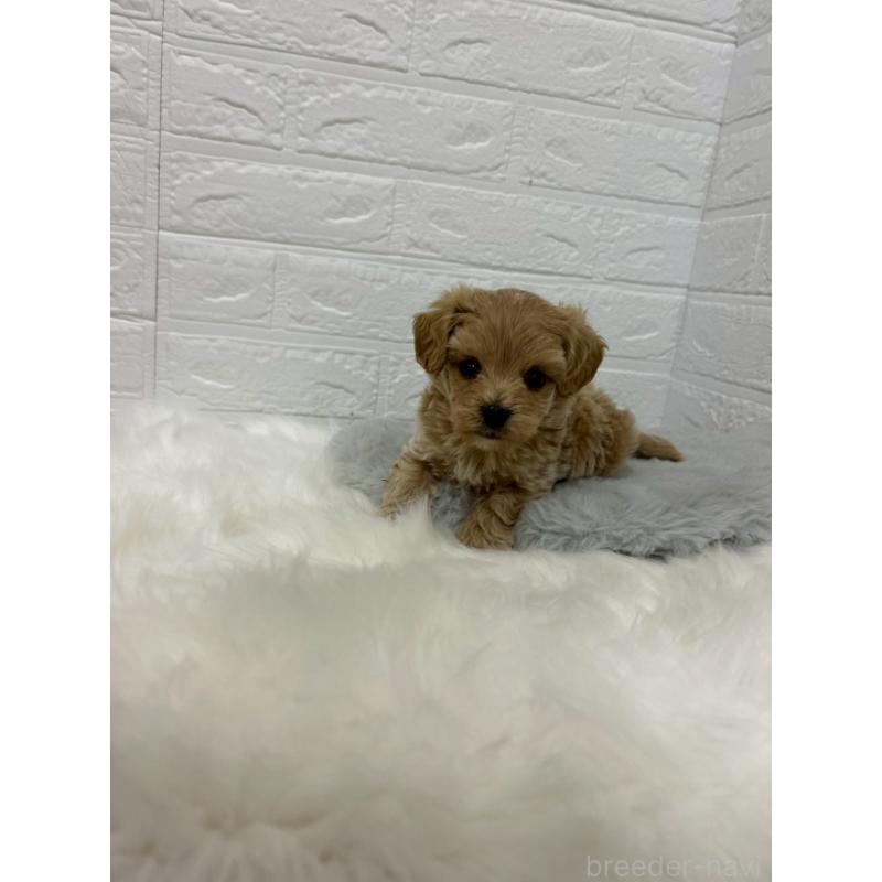 販売中の岡山県のマルプー:マルチーズ×トイプードル-429169の7枚目