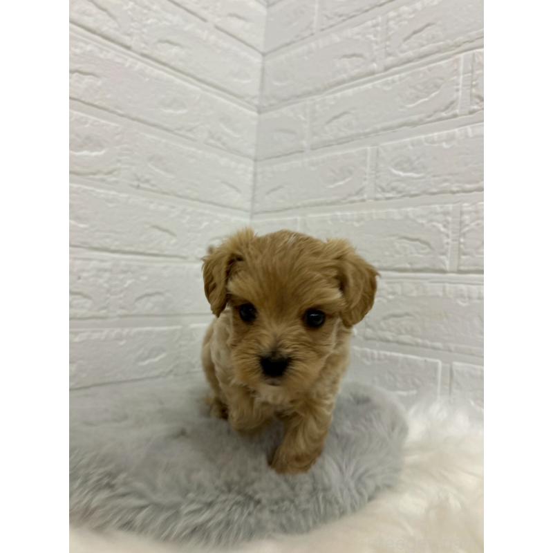 販売中の岡山県のマルプー:マルチーズ×トイプードル-429169の6枚目