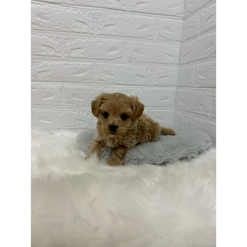 販売中の岡山県のマルプー:マルチーズ×トイプードル-429169の5枚目