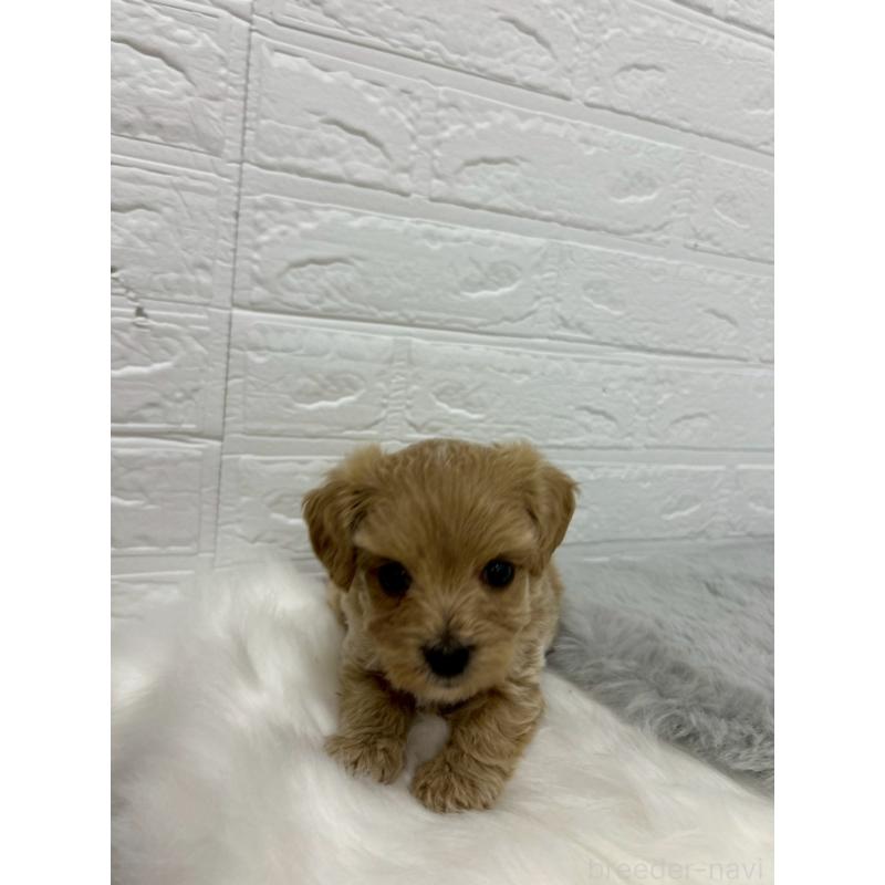 販売中の岡山県のマルプー:マルチーズ×トイプードル-429169の4枚目