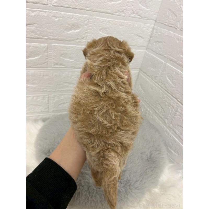 販売中の岡山県のマルプー:マルチーズ×トイプードル-429169の3枚目