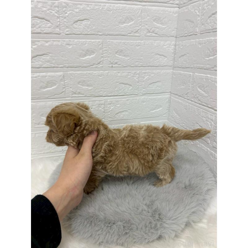 販売中の岡山県のマルプー:マルチーズ×トイプードル-429169の2枚目