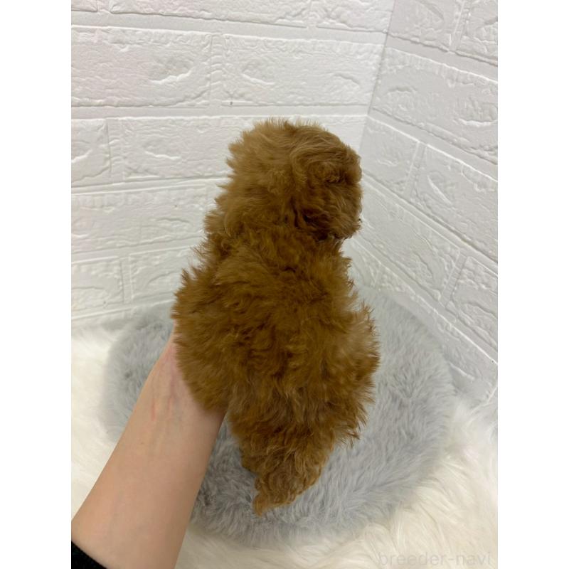 販売中の岡山県のタイニープードル-429170の6枚目