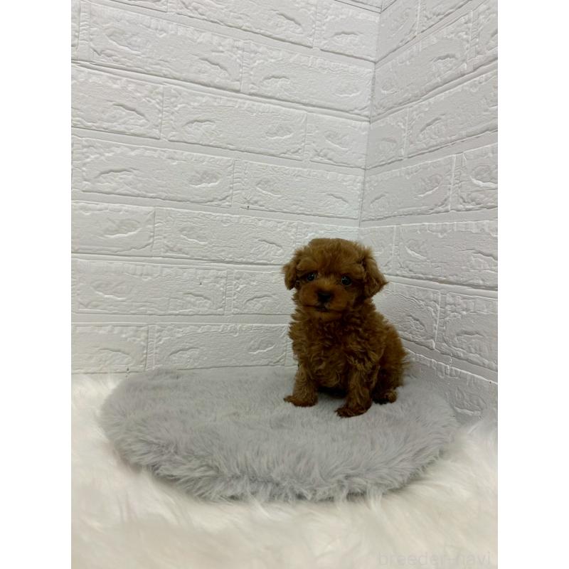 販売中の岡山県のタイニープードル-429170の5枚目